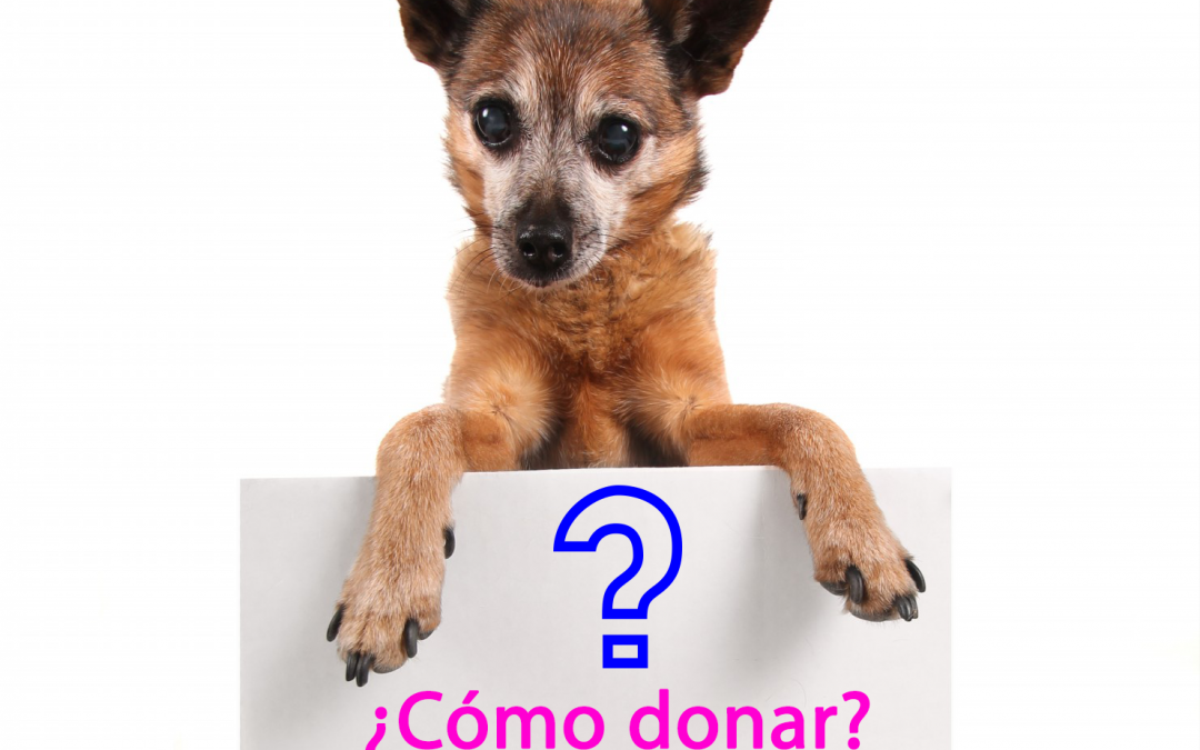 ¿Cómo donar a través del website?