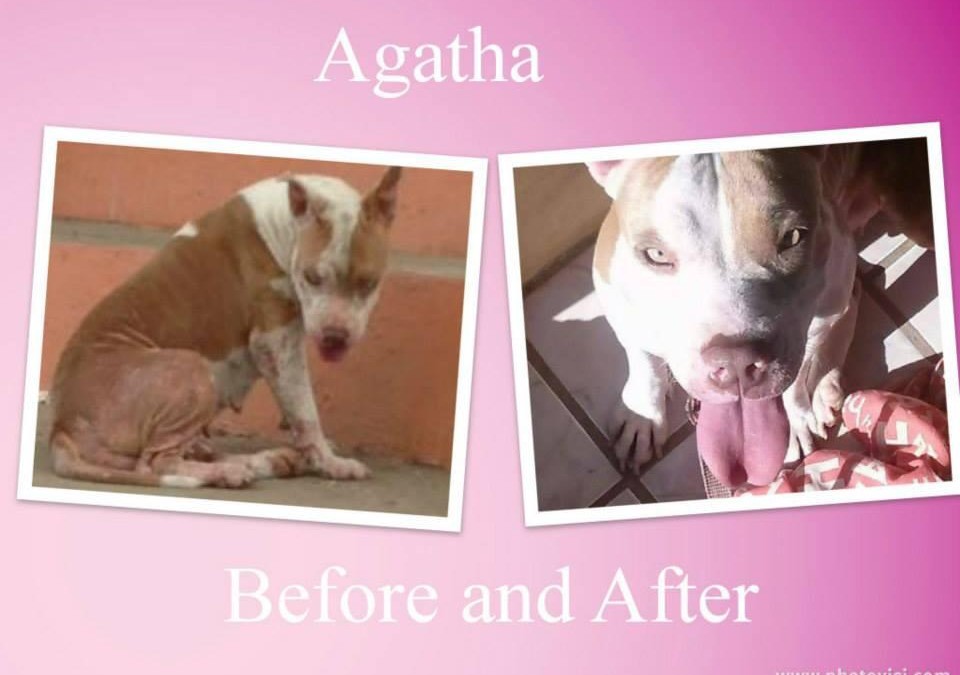 Agatha