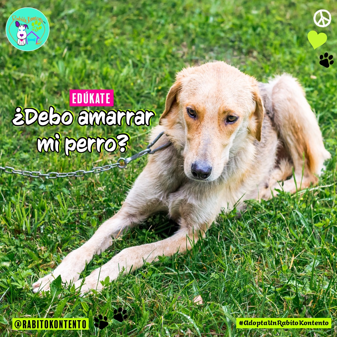 Consecuencias De Un Perro Amarrado Rabito Kontento Consecuencias De Un Perro Amarrado Rabito Kontento