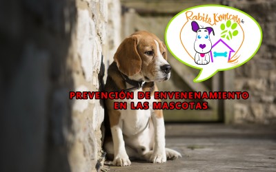 Prevención de Envenenamiento en las Mascotas |Rabito Te Pone al Día