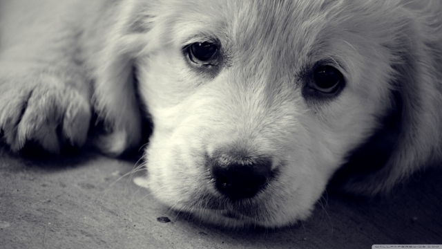 sad-eyes-puppy-dog-wallpaper-0