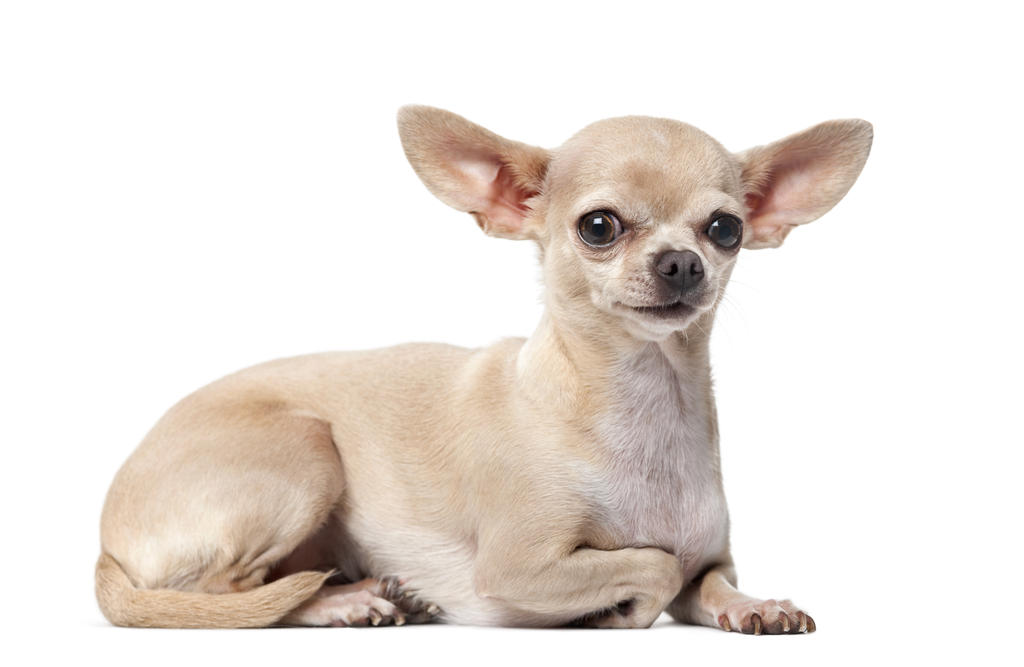 Mojado danés Molde Características de los Chihuahuas - Rabito Kontento