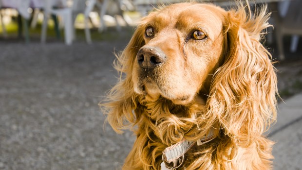 PREPARACIÓN DE MASCOTAS EN UNA EMERGENCIA