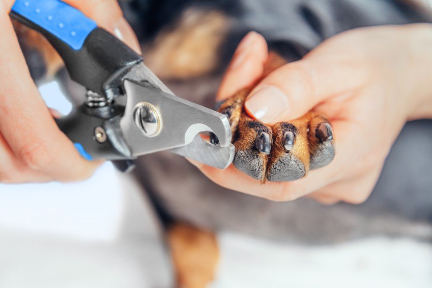 Consejos sobre el cuidado de las uñas de tu perro