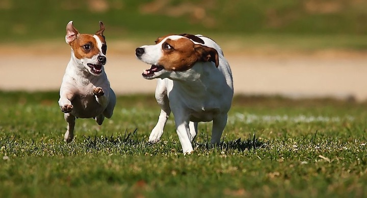 ¿Qué hacer con nuestras mascotas, durante una fumigación con Naled?