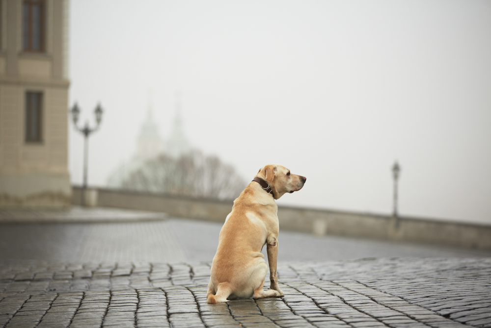 Consejos esenciales para cuidar bien a tu perro y para evitar la pérdida del mismo: