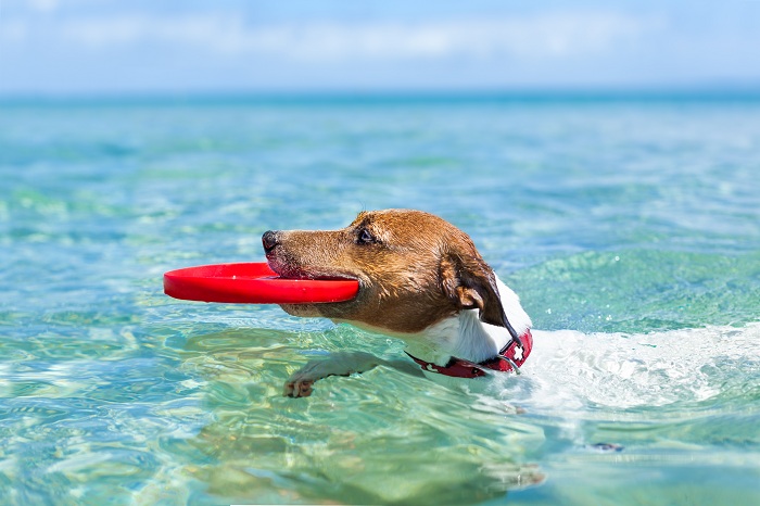 CONSEJOS PARA IR DE PLAYA CON TU PERRO