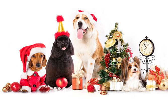 ¿CÓMO INCORPORAR NUESTRAS MASCOTAS A LAS FESTIVIDADES NAVIDEÑAS?