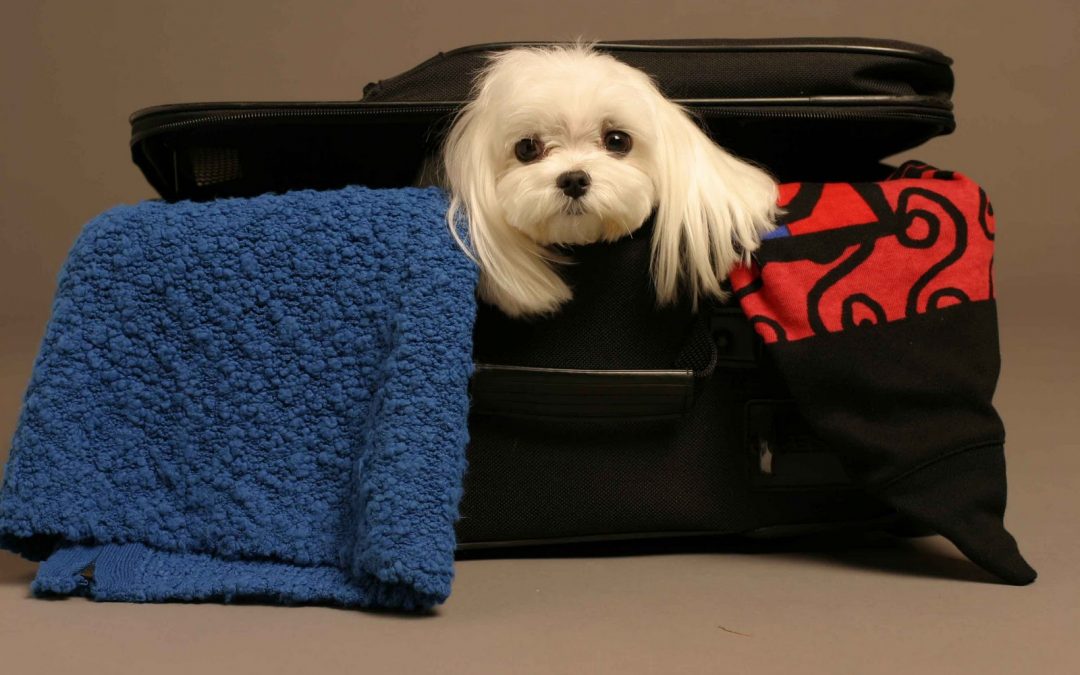 LOS MEJORES CONSEJOS DE CÉSAR PARA VIAJAR CON TU PERRO