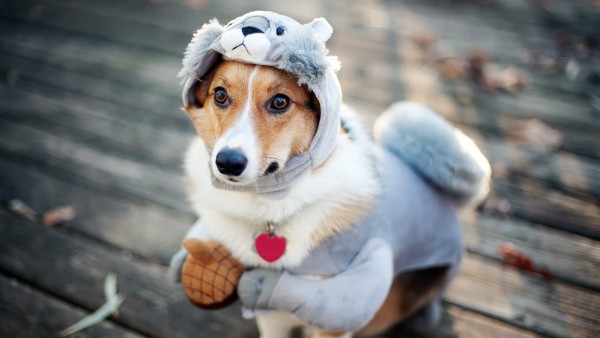 ¿CÓMO PROTEGER NUESTRAS MASCOTAS DE LOS CAMBIOS DEL CLIMA?