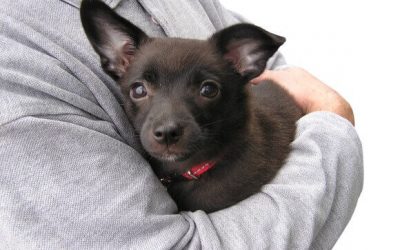 ¿POR QUÉ ADOPTAR UN SATITO?