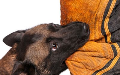 QUÉ HACER SI ES MORDIDO O LACERADO POR UN PERRO
