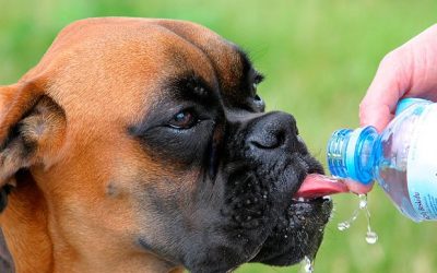CUIDADOS CUANDO HACE CALOR