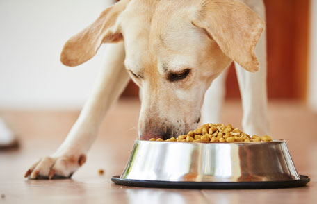 LA SEGURIDAD DE LOS ALIMENTOS PARA LAS MASCOTAS