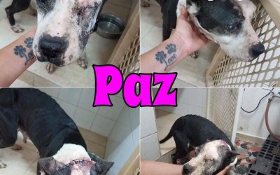 Paz
