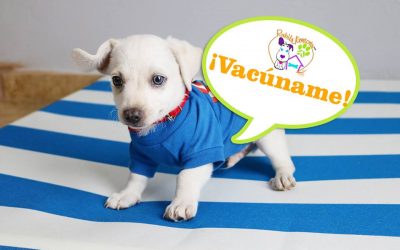 Hablemos de las Vacunas