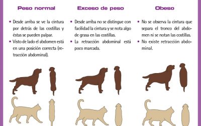 ¿TIENE MI PERRO O GATO UN PESO SALUDABLE?