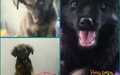 Tugo, Lecha y Turfiaka