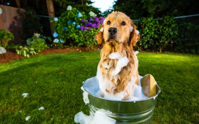 Consejos para bañar a tu mascota