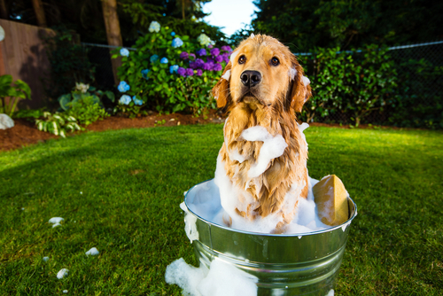 Consejos para bañar a tu mascota