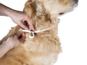 Uso seguro de los productos para eliminar pulgas y garrapatas en las mascotas