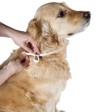 Uso seguro de los productos para eliminar pulgas y garrapatas en las mascotas