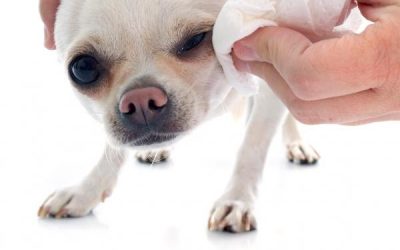 Cómo limpiar los ojos de tu perro:
