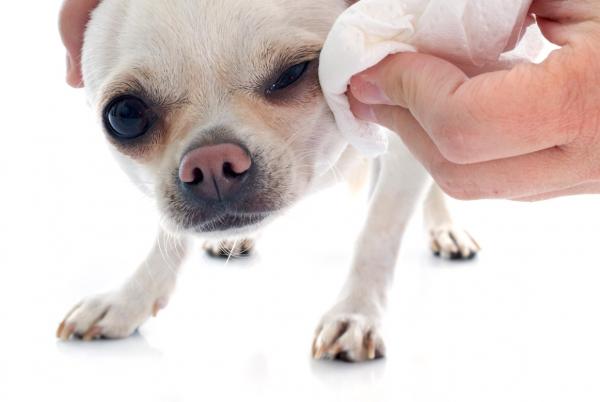 Cómo limpiar los ojos de tu perro: