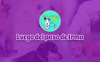 Luego del Paso de Irma