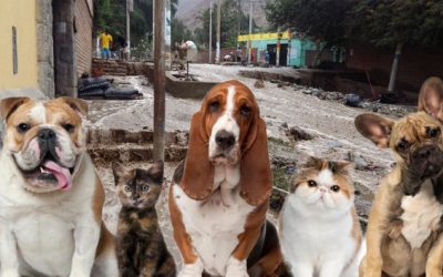¿QUÉ HACER CON MI MASCOTA  LUEGO DE UN DESASTRE NATURAL?