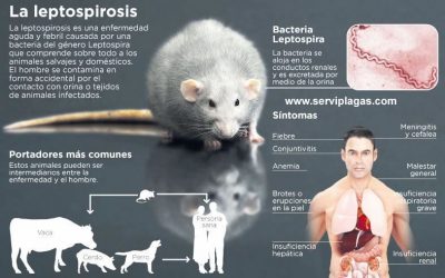 Educandonos sobre: Leptospirosis en Puerto Rico