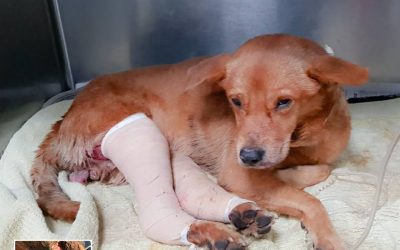 Gio, el perro arrastrado por el pavimento en Puerto Rico