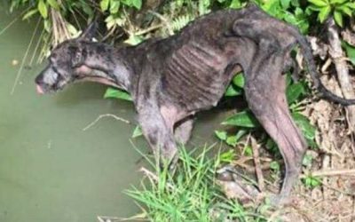 Gran danés rescatado al borde de la muerte