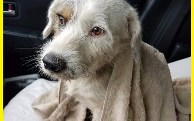 Inaceptable: Le cortan la lengua a un perro