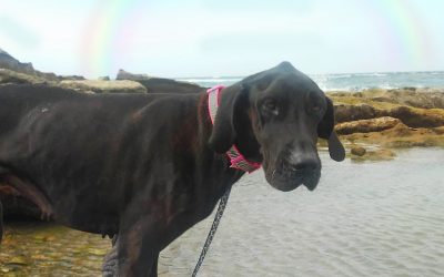 Cialy, descansa en paz princesa Gigante