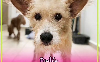 Dalin