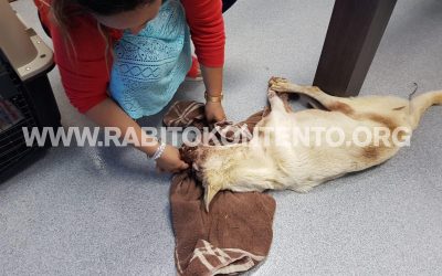 Perrita recibe machetazo en su rostro