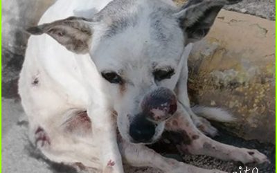 Perrita fallece luego de recibir un disparo