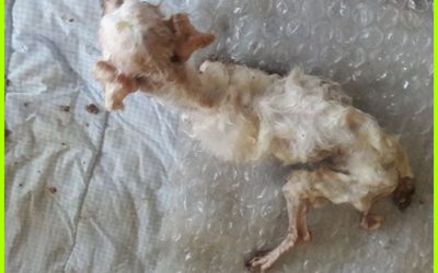Encontrada en un zafacón