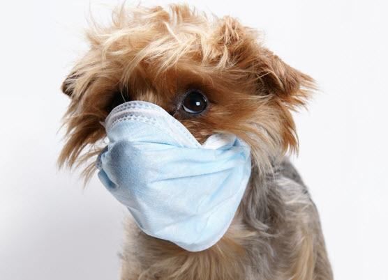 ¿Qué es la influenza canina (influenza del perro)?