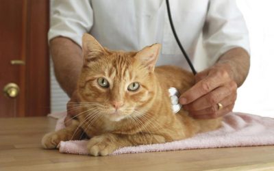 Leucemia en Gatos
