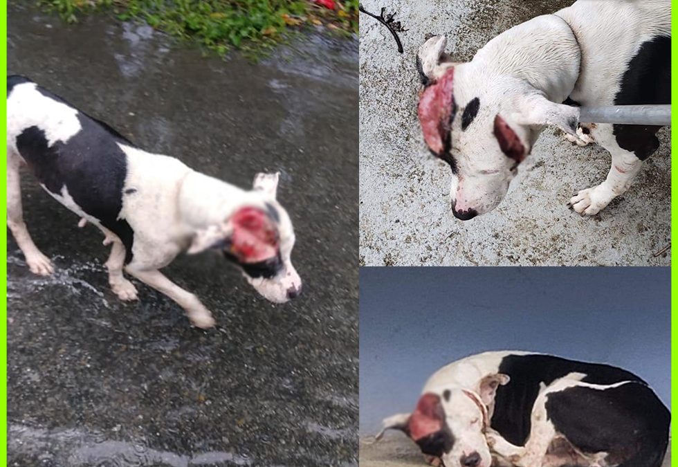 lex2 Rabito Kontento