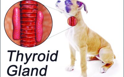 Hipotiroidismo en perros