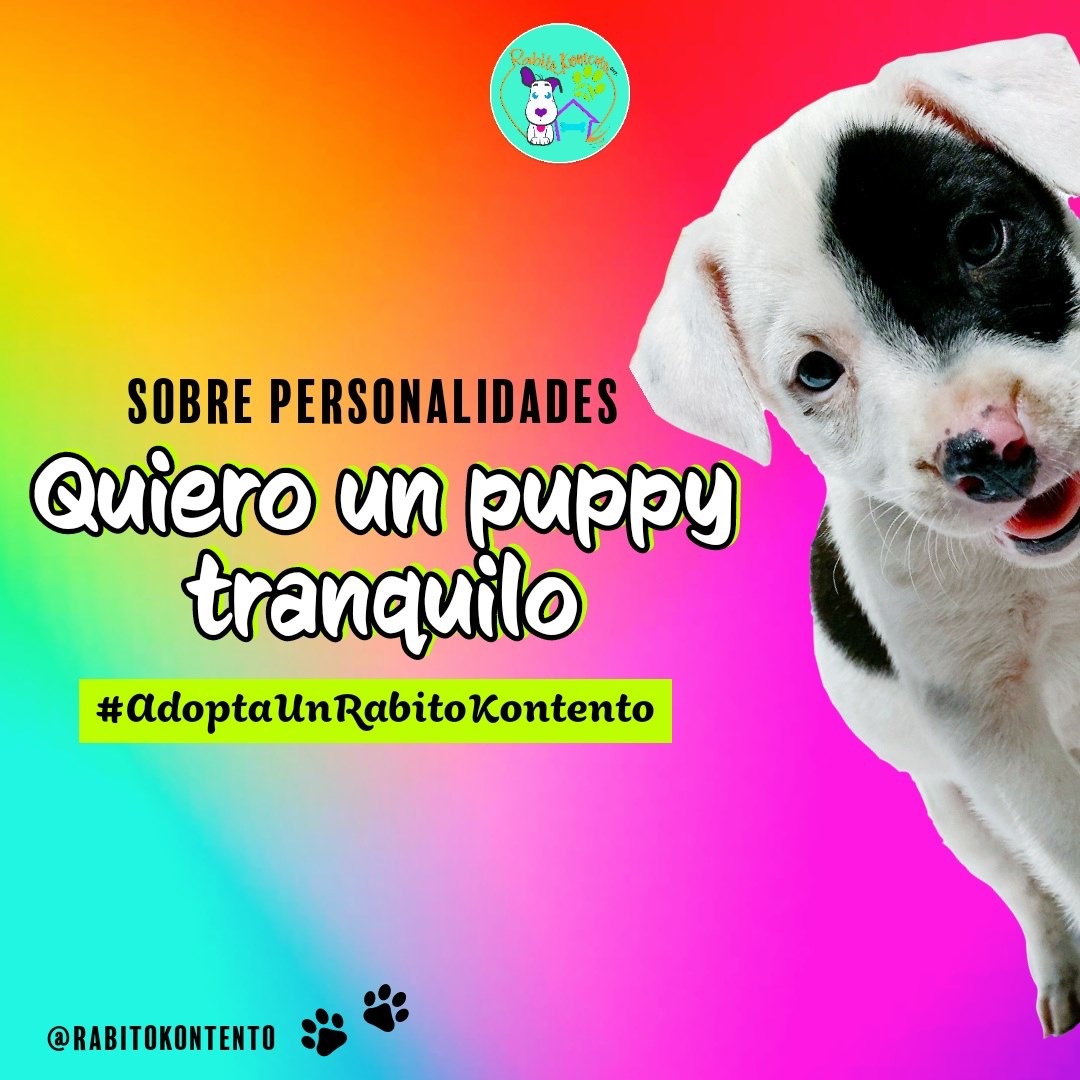 Quiero un puppy “tranquilo”