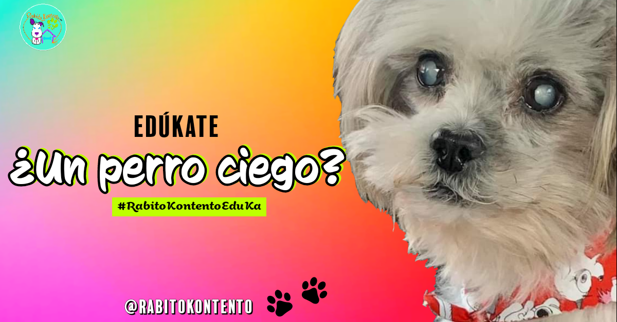 Perro ciego