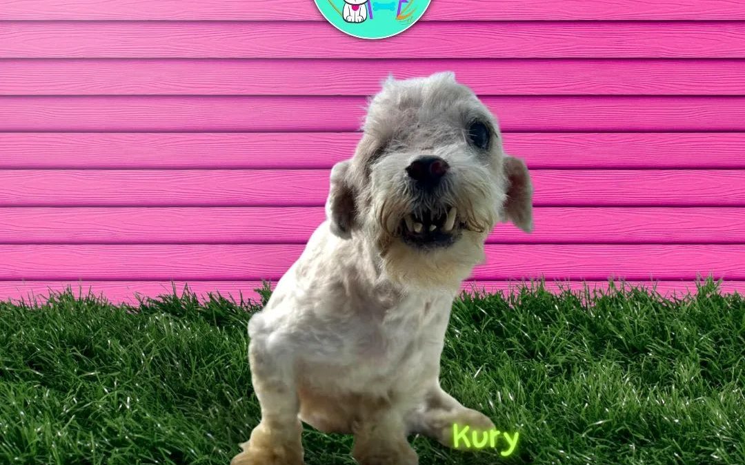 Kury